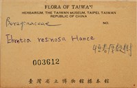 恆春厚殼樹藏品圖，第2張